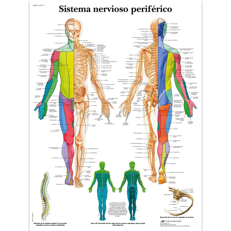 Versi Bahasa Inggris Poster Bagian Tubuh Manusia Analisis Anatomi Manusia Diagram Kanvas Lukisan Rumah Sakit Penelitian Gambar Painting Calligraphy Aliexpress Versi Bahasa Inggris Poster Bagian Tubuh Manusia Analisis Anatomi Manusia Diagram Kanvas Lukisan Rumah Sakit Penelitian Gambar Painting Calligraphy Aliexpress