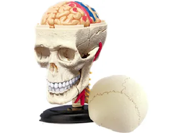 

4d master puzzle Assembling toy human body organ anatomical model medical teaching model Skull