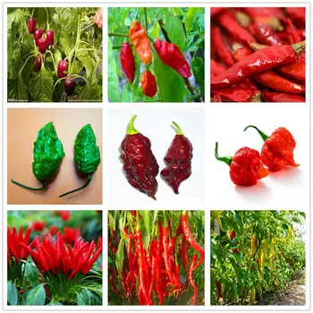 

Plant flower Bath Salts Hot Pepper Essence 100Pcs XZZ-227
