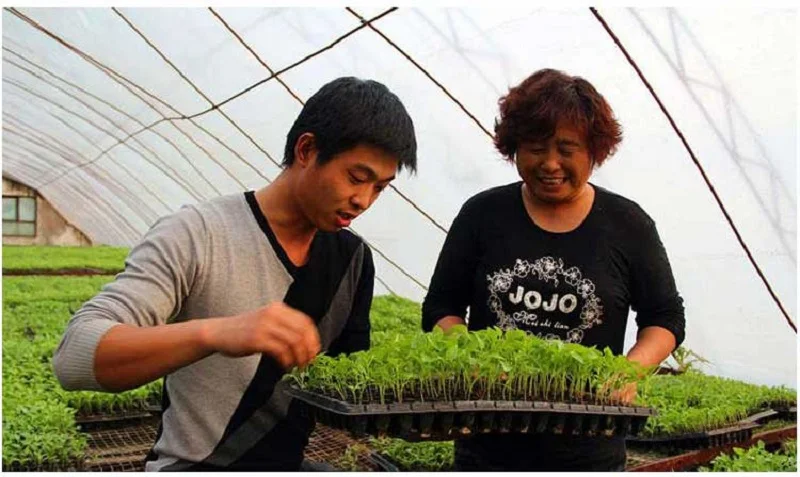 aquecimento kit berçário agrícola hotline suculenta planta