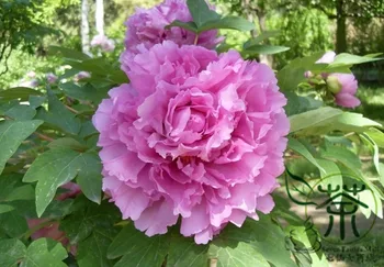 

Paeonia Suffruticosa Chinese-Peony Moutan Mudan