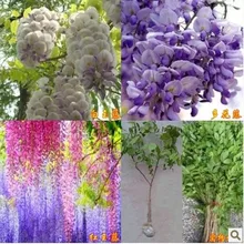 Глициния растения, редкие Цветочные плантации,-40 шт Смешанная китайская Глициния бонсай для дома и сада