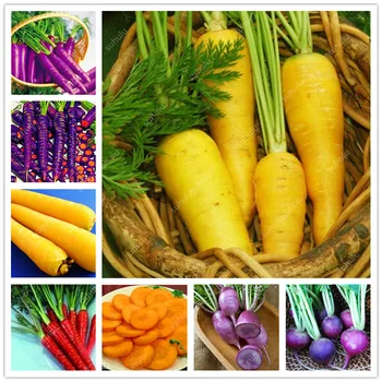 

Plant Flower Bath Salts Colorful Carrot Vegetables Essence 100Pcs XZZ-65