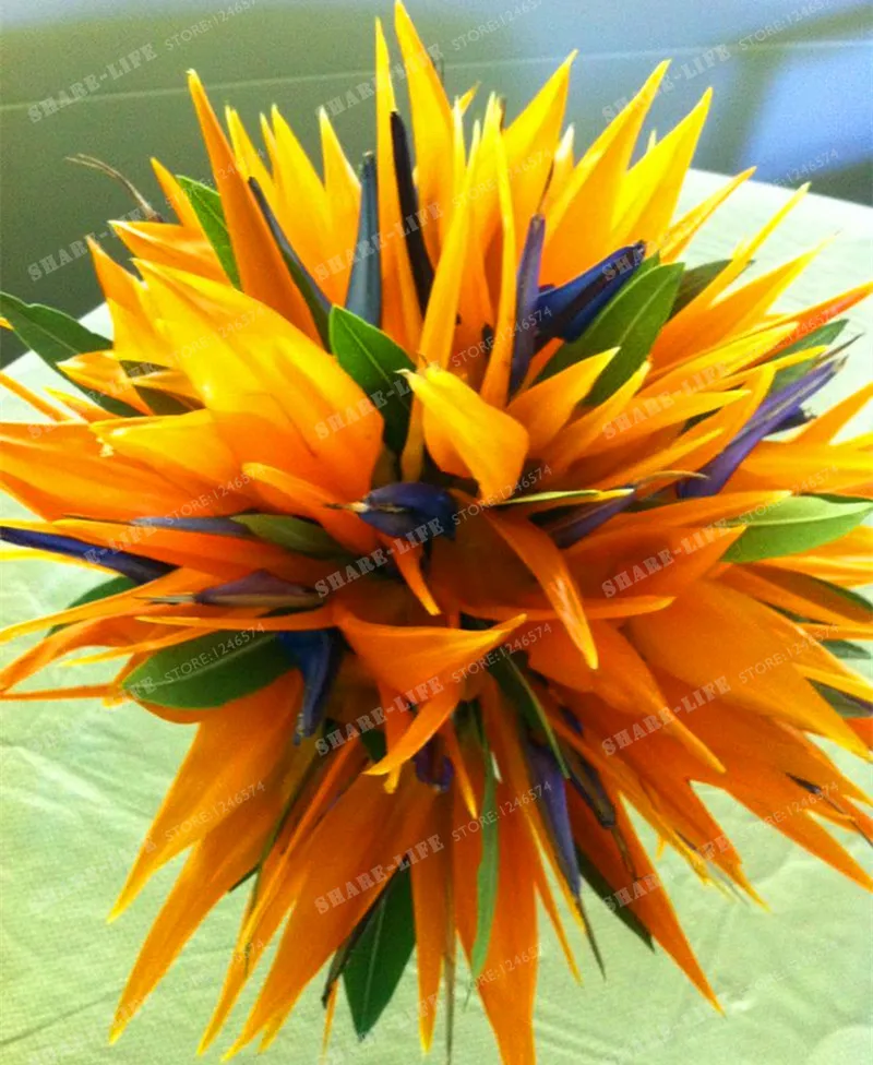 Комнатное растение в горшке, цветок апельсина Strelitzia Reginae, бонсай, райская птица, бонсай, jadim Bonsai Sementes, 100 шт, домашний сад