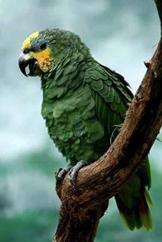 

Manufacturers Direct Selling round Diamond Full of Crystals Diamond Embroidery Parrot Diamond Painting DIY Diamond Embroidery