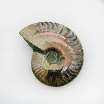 

Rare Natural Red Iridescent Ammonite Fossil Pure Handicraft Pieces Played On Palms Ocean Shell Fossils Madagascar Home Decora