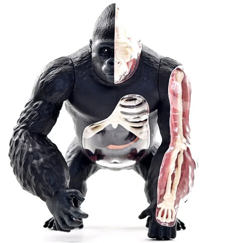 

4D MASTER Educational Assembled Toys Animal Silver Back Ape Organ Anatomy Medicine for Teaching Model