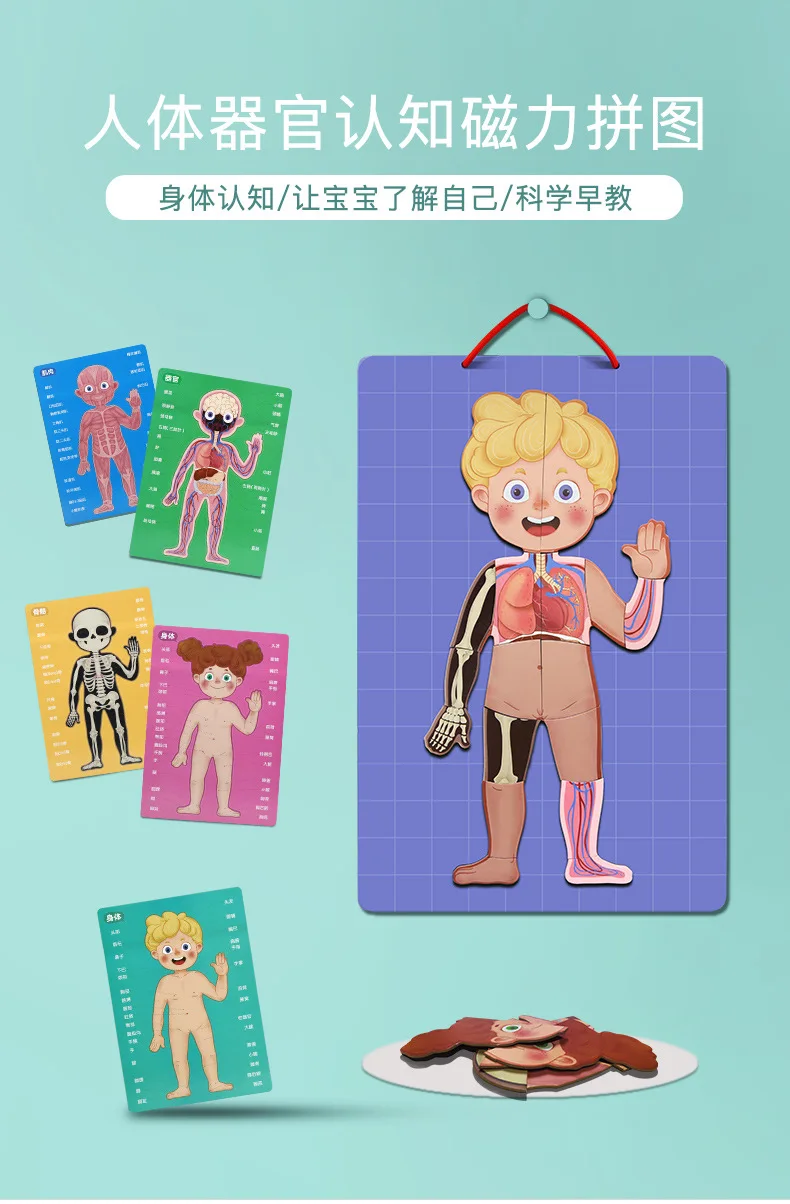 Тело Обучающие карточки магнитная головоломка забавная биология научная образовательная Игрушки для раннего обучения для детей подарок на день рождения