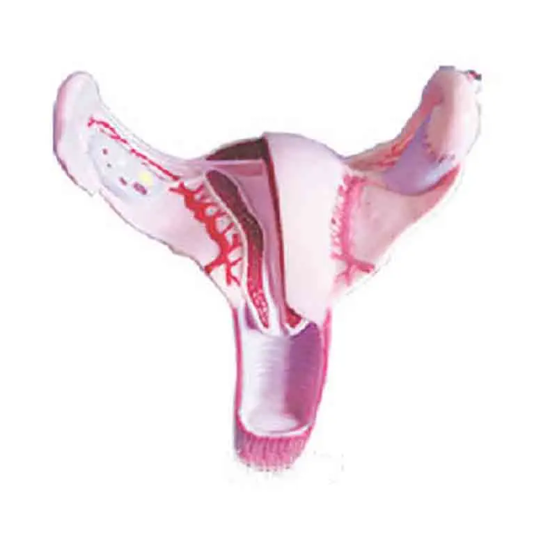 

SMD0684 анатомическая модель матки