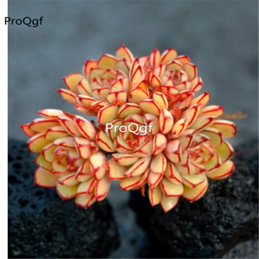 Ngryise 1 шт. набор echeveria Золушка
