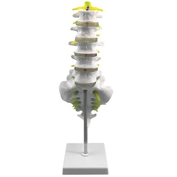 

Life Size Lumbar Spine Model Lumbar Vertebral Spine Anatomy Model for Educational Teaching Study 15.5X11.5X 7.5CM TB Sale