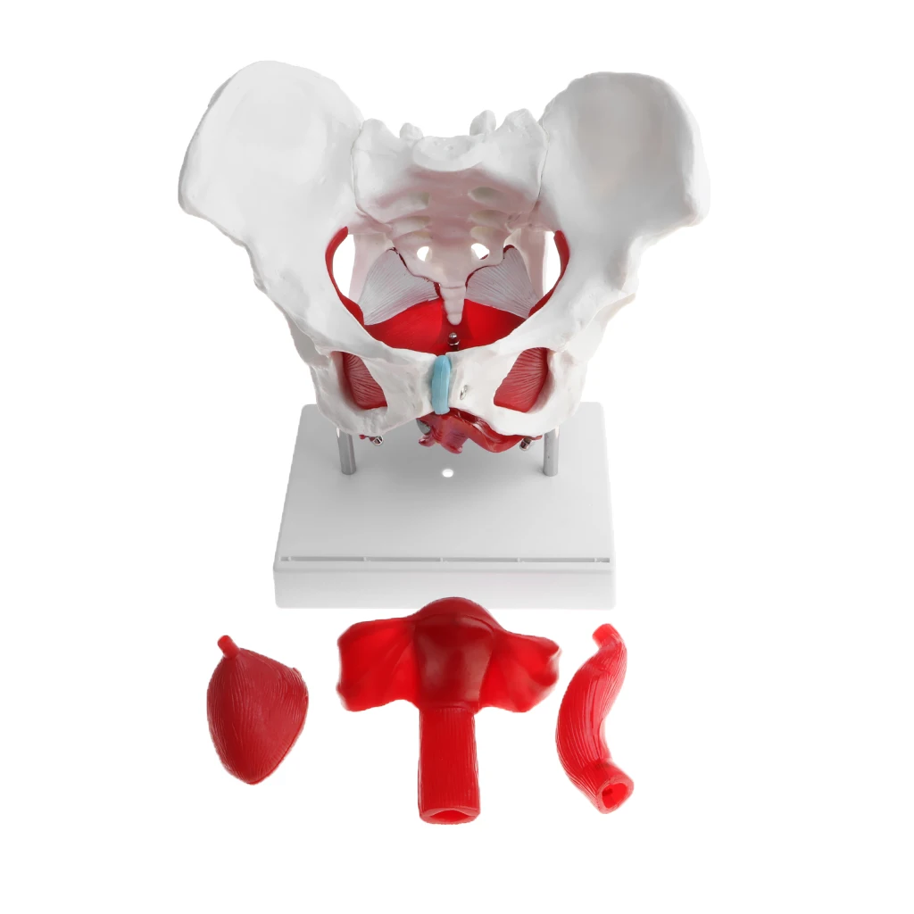 Female Pelvis Model with Ligaments Muscles and Organs | Pelvis Skeleton Model | Human Anatomical Models