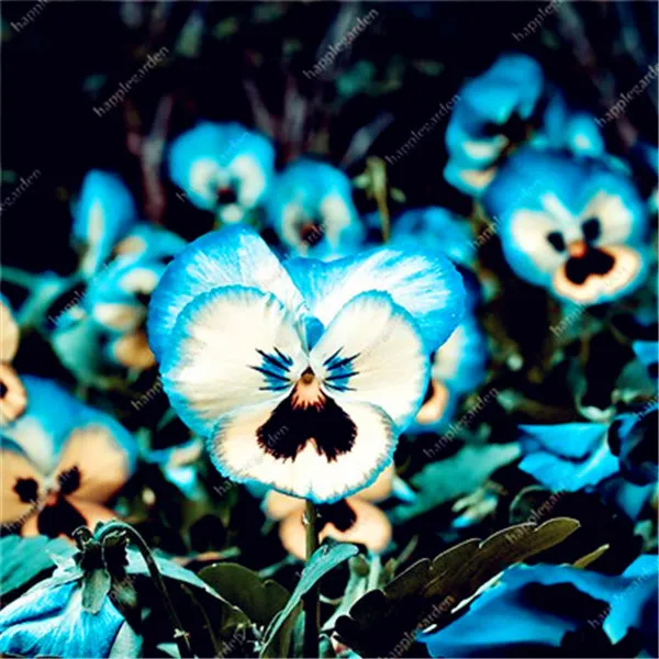 Viola-pansy-bonsai-100-pcs-pansy-rare-plants-Home-Garden-Plant-Indoor-Bonsai-yard-Flower-Free.jpg_640x640 (4)