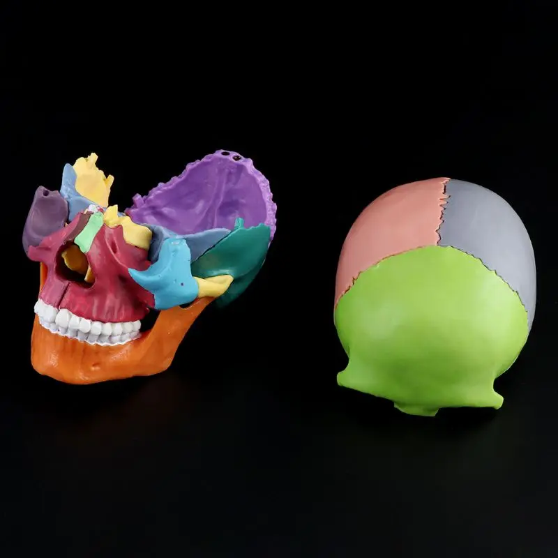 

15pcs/set 4D Disassembled Color Skull Anatomical Model Detachable Medical Teaching Tool LX9A