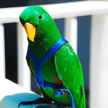 

Parrot Traction Straps Out to Fly Ropes to Prevent Biting Birds with Out Ostrich Training Fiber Lead Rope