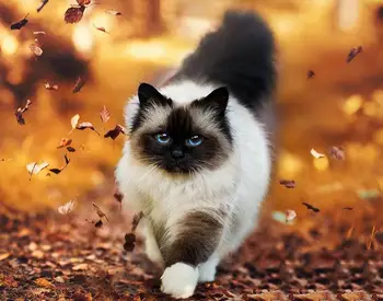 

Div 5D White Cat Fall Autumn Leaves Leaf Bokeh Full Diamond Painting cross stitch kits art Animal 3D paint by diamonds