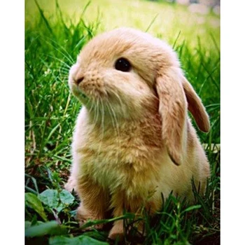 

Full Round 5D Diy Diamond Painting Cute Rabbit Diamond Embroidery Cross Stitch Rhinestone Mosaic Home Decoration