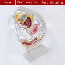 

Simulation of Human Transparent Uterus Anatomy Medical Teaching Model