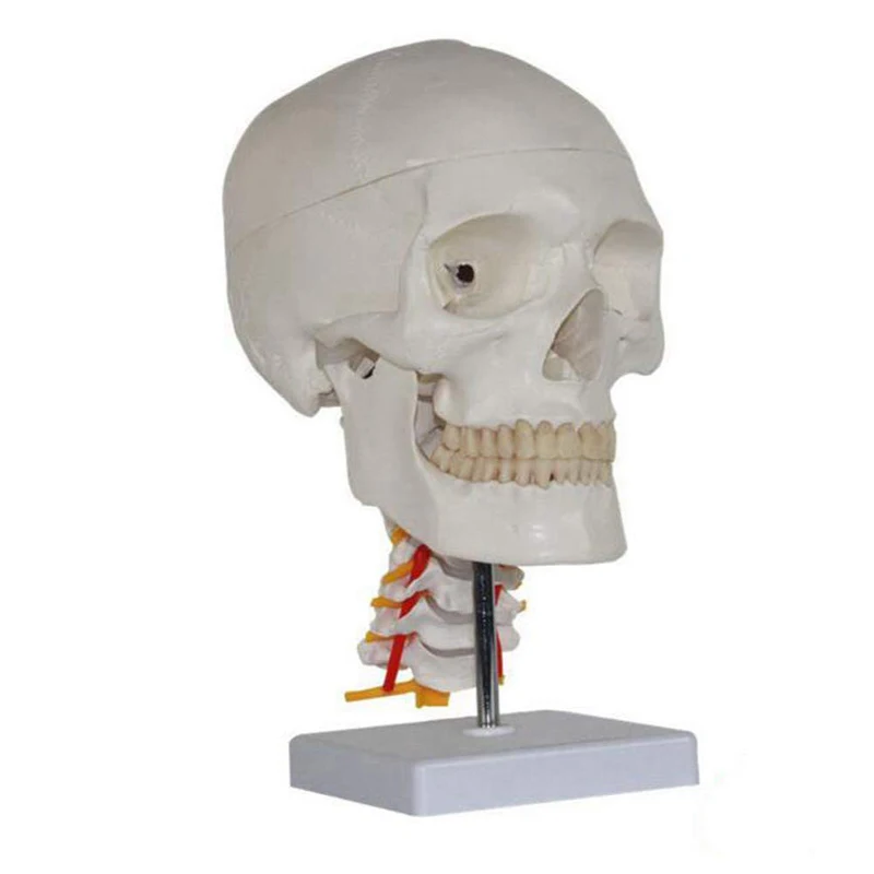 Human Skull with Cervical Spine Medical Science Teaching Resources