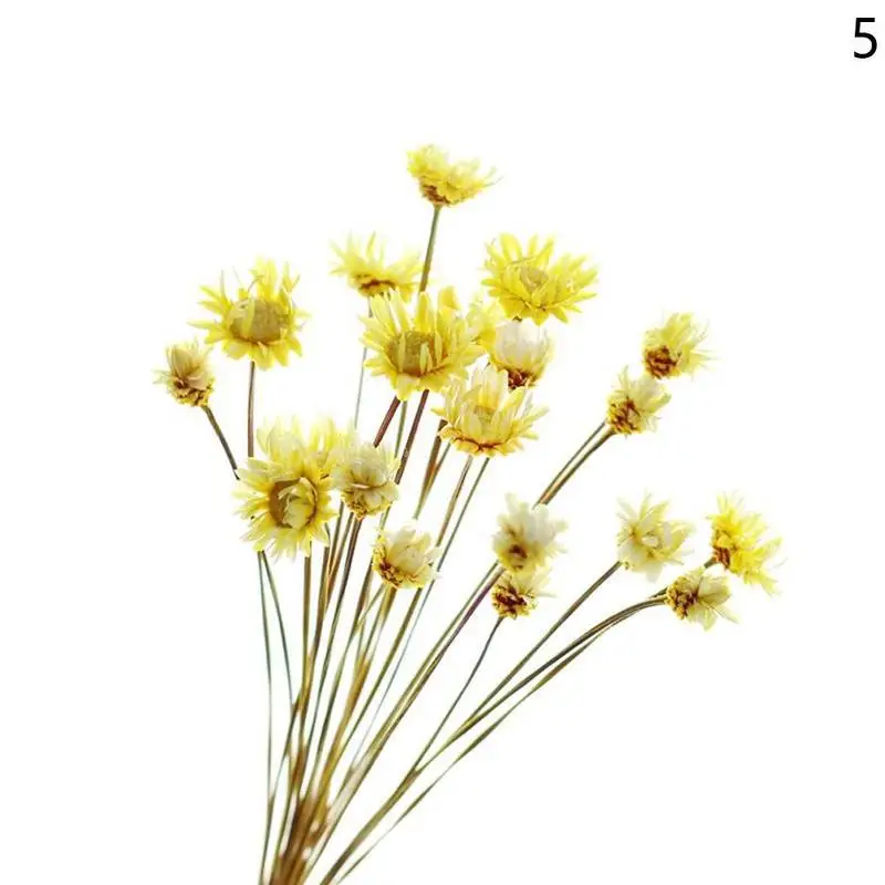 Hot 30pcs Natural dried flowers wedding Decoration Accessories Daisies Flower Bouquet Diy Lipstick Fake Flowers Photo Props - Цвет: E