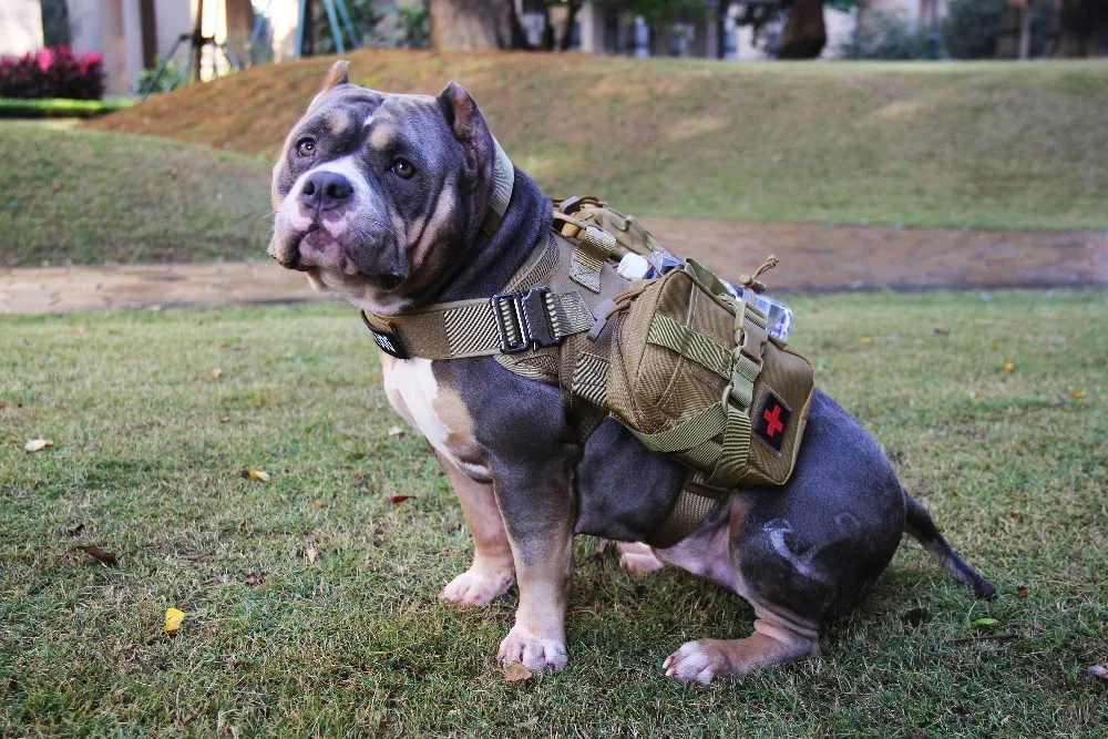 Laser Dog vest (15)