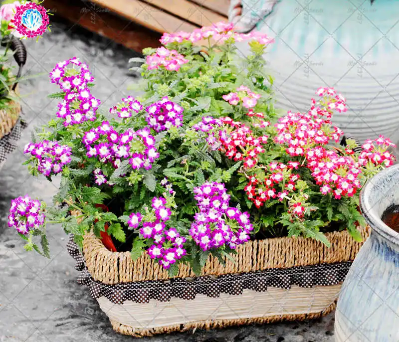 

50pcs Rare Verbena Plant Verbena Hybrida Bonsai Flower Plant Perennial Aromatic Plants Indoor pot Plants For Home Garden