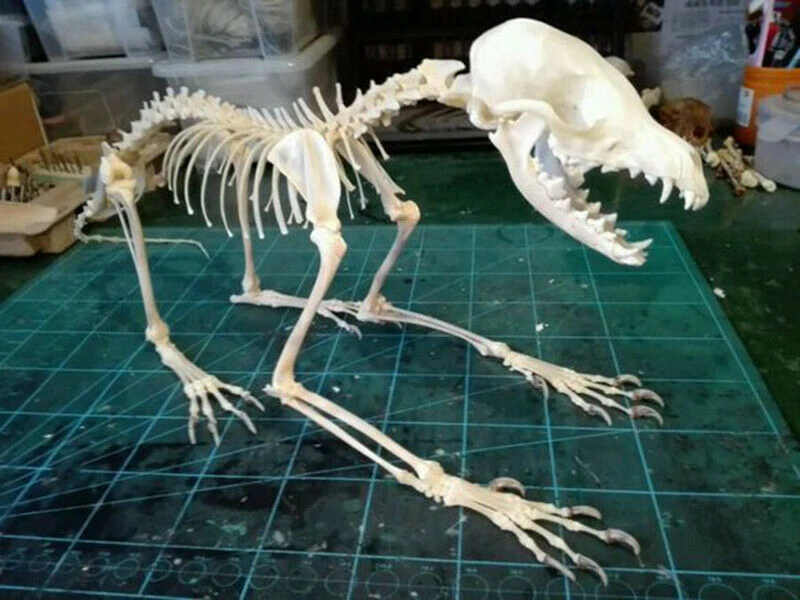 1pcs Vulpes Vulpes Red Fox Silver Fox Cross Fox Skull完全な動物の骨格標本 Aliexpress 1pcs Vulpes Vulpes Red Fox Silver Fox Cross Fox Skull完全な動物の骨格標本 Aliexpress