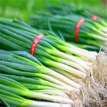 100 шт./лот Chive(Allium ascalonicum) открытый горшечные цветущие растения для дома и сада