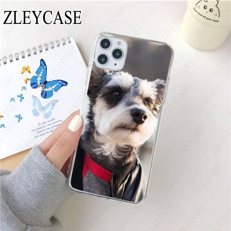 Miniature schnauzer puppy dog