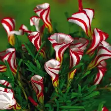 Oxalis цветные цветы бонсай 100 шт Редкие цветы для дома и сада озеленение Цветы Семена