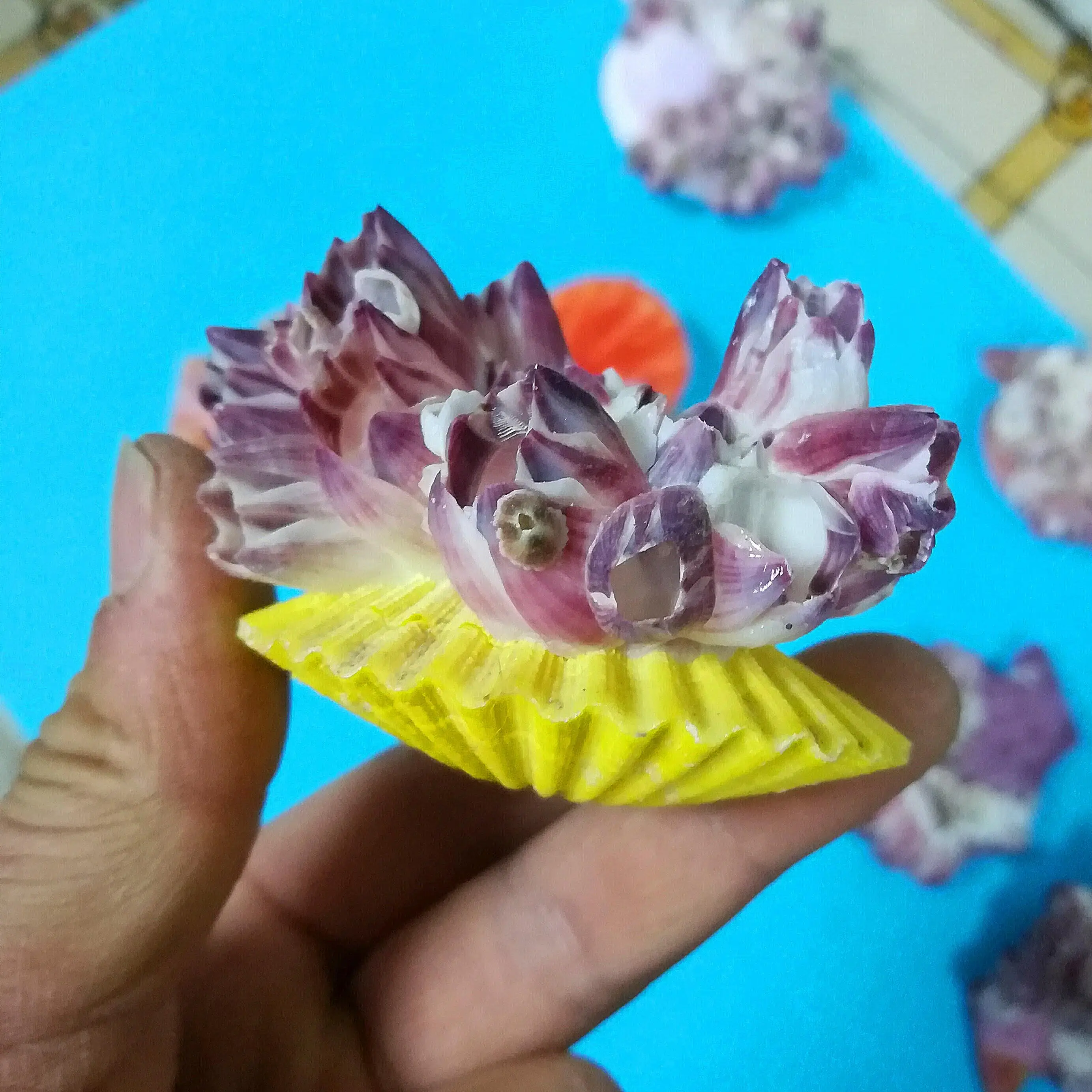 natural scallop shell fish tank aquarium landscaping ornaments sea shell decoration seashells decorative scallop shells