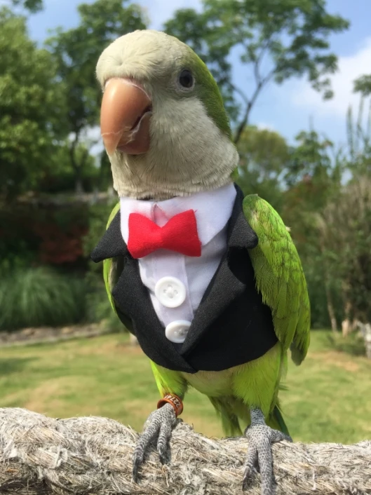 Abrigo de ropa para loros, suministros de aves, suministros de calefacción engrosados, volador, traje de bolsillo de una pieza, Otoño e Invierno|Juguetes pájaros| - AliExpress