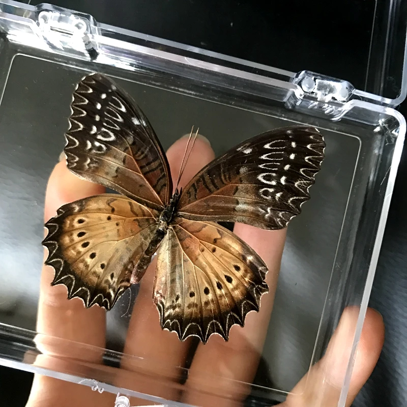 1PCS Natural Real Butterfly Specimen box Colorful Mixed Pretty Butterfly Education Teaching Home Decor Artwork Material gift DIY wade miniatures