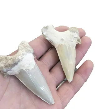 

1pc rough Natural raw Shark tooth Mineral specimen remote antiquity crystal stone for decorative