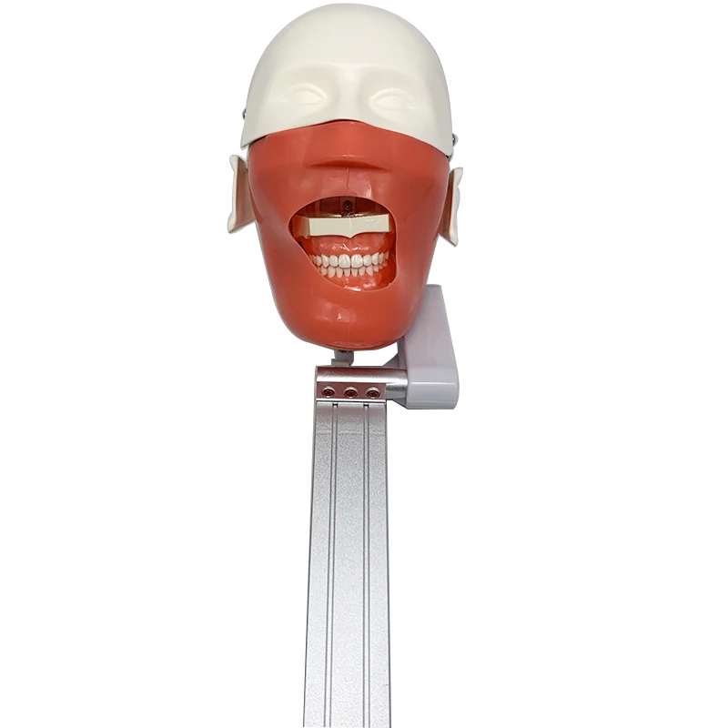 

Dental Training Teeth Head Model Dental Phantom Head Simulation Install To Dental Chiar Dentist Practise Model