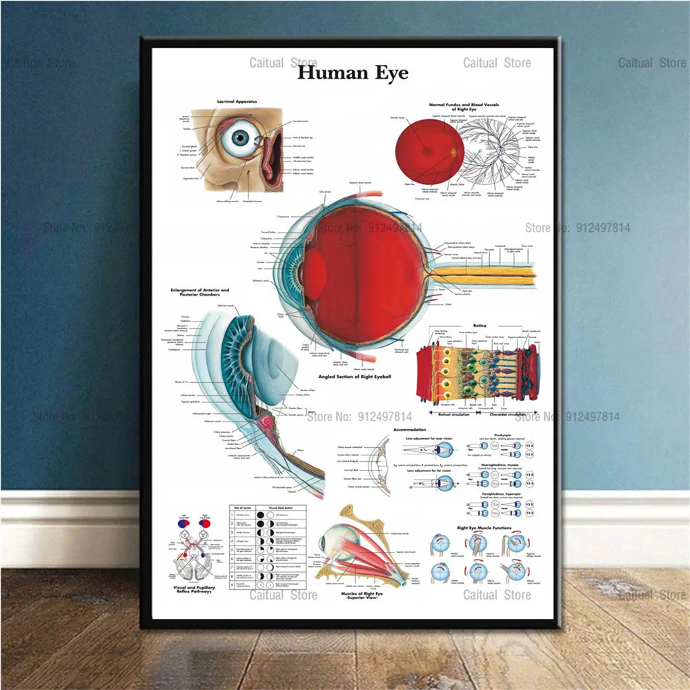 Painting & Calligraphy luxury C335 Anatomy Reflexology Of Foot Acupunctures Chart Point Canvas Painting Poster Prints Wall Picture Art Living Home Room Decor calligraphy in oil painting Painting & Calligraphy