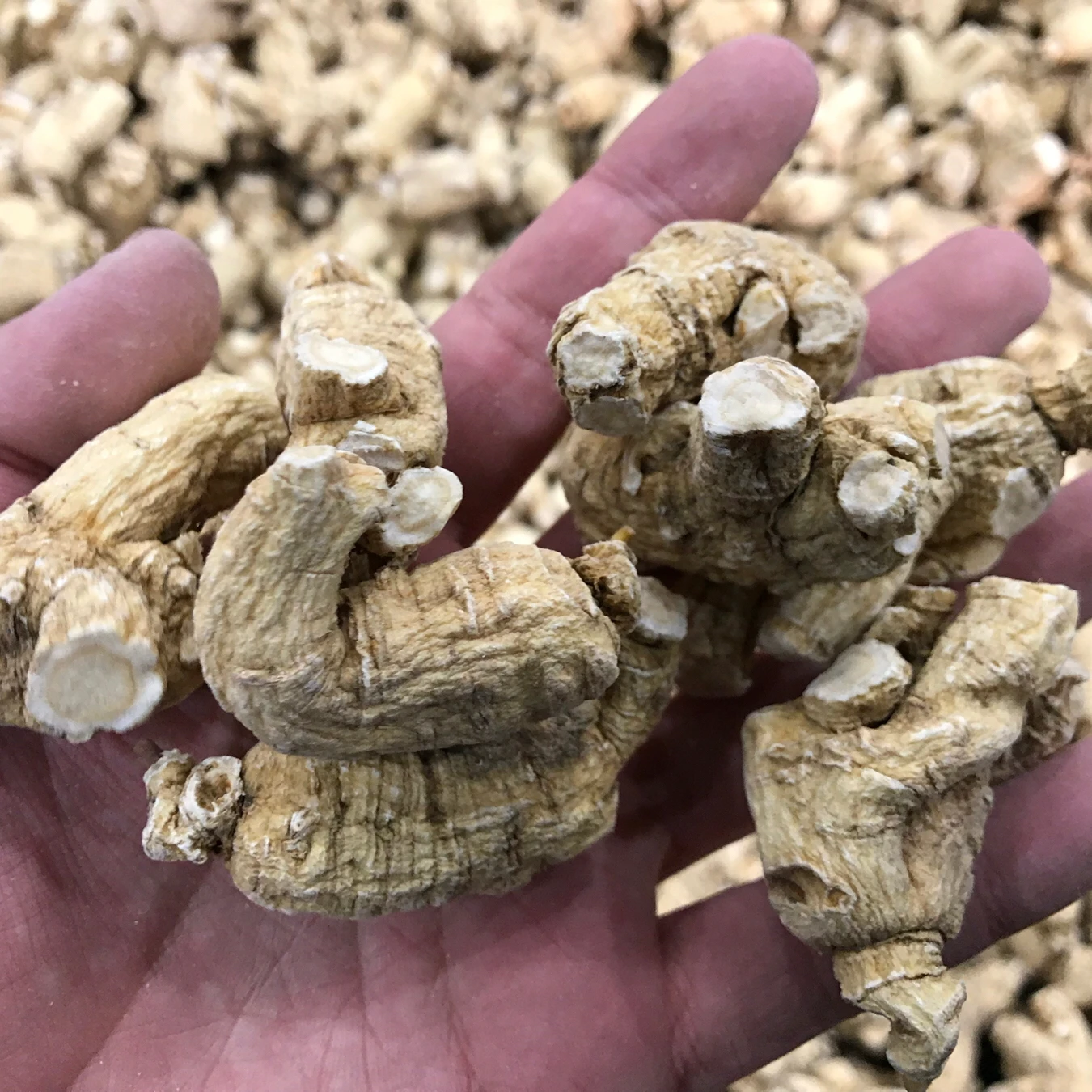 Panax quinquefolium полностью 500 г changbay горный супер-сорт Citi женьшень здоровые продукты американский женьшень