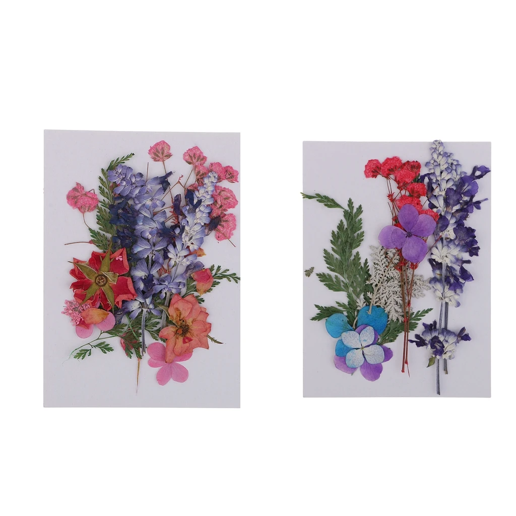 Variety of Real Pressed Dried Flowers for DIY Scrapbooking Art Crafts Decoration