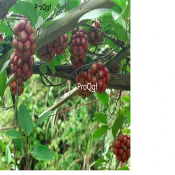

Ngryise 100Pcs A Set Sargentodoxa cuneata