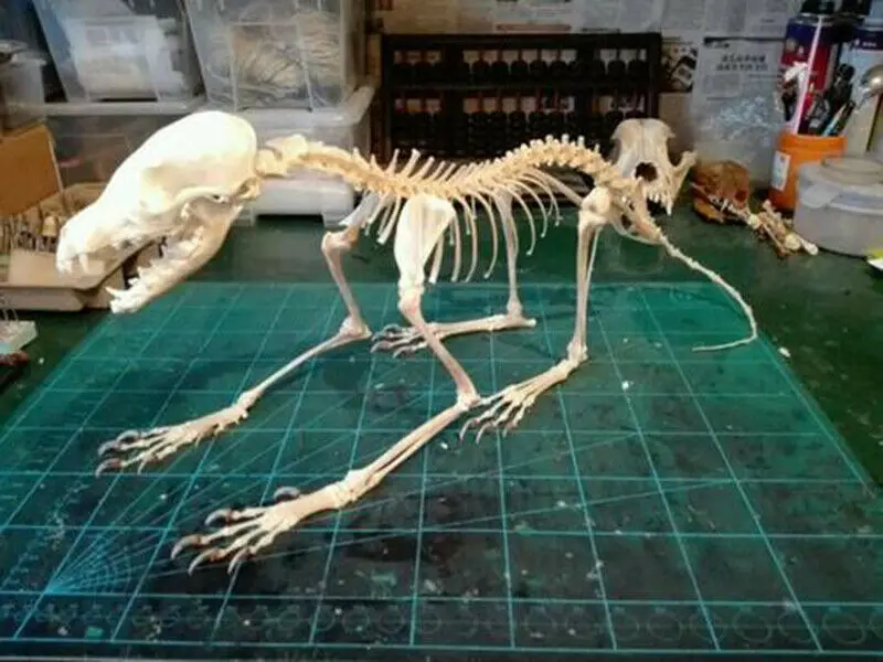 1Pcs Vulpes vulpes Red Fox Silver Fox Cross Fox Skull complete animal skeleton specimen