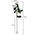 White Rose