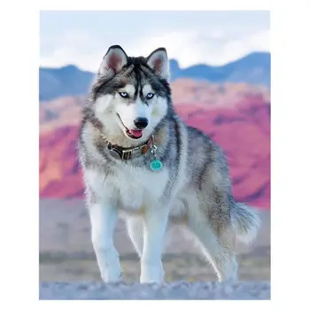 

Husky 5D DIY Diamond Painting Kits for Adults Full Drill Crystal Rhinestone Embroidery Cross Stitch Arts Craft Canvas Wall Decor