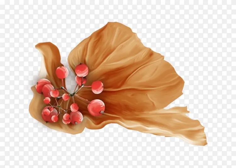 花瓣切花桃子秋果png图片素材免费下载 图片编号 Png素材网 花瓣切花桃子秋果png图片素材免费下载 图片编号 Png素材网