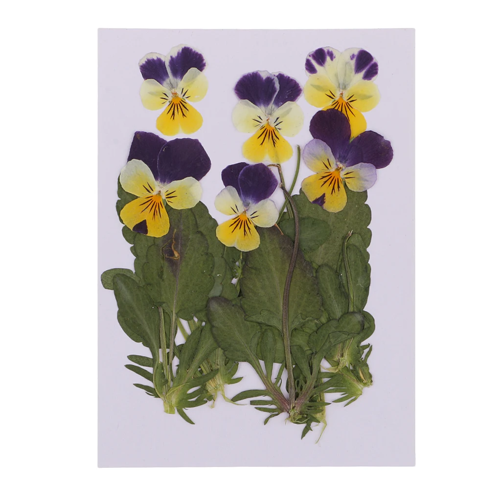 12pc Pressed Real Pansy Flowers Dried Flower Leaves Viola Tricolor Flower For Phone Case Decor DIY Project