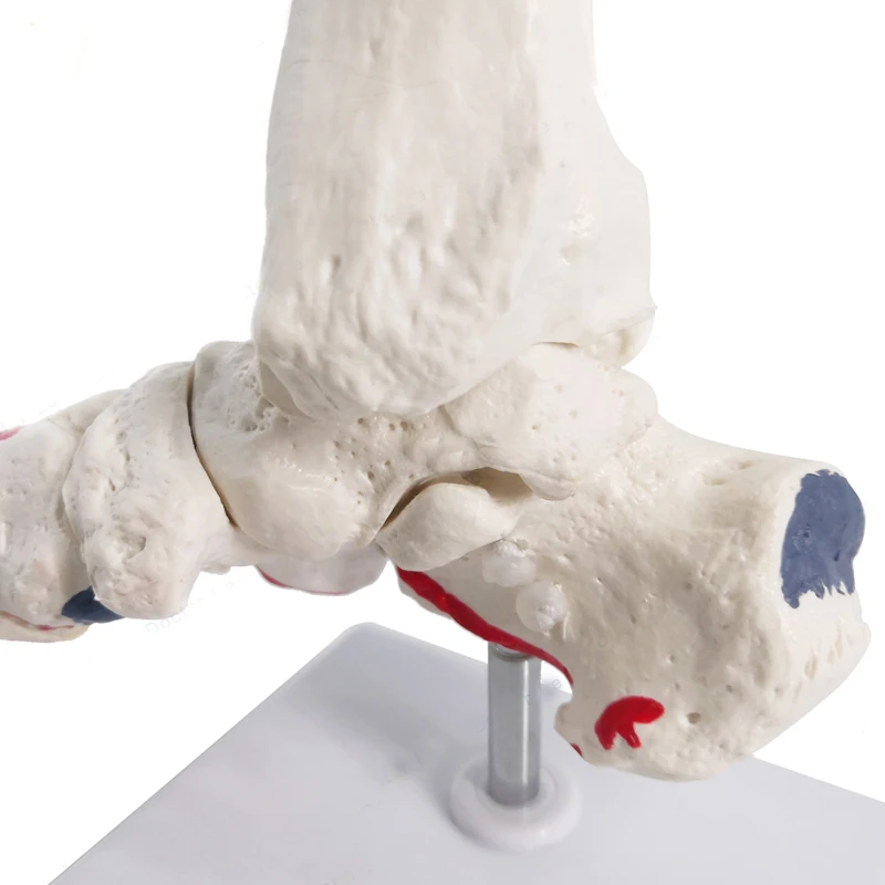 1:1 Human Foot Joint Skeleton Anatomy Model Medical Science Teaching Resources