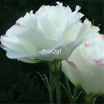 

Ngryise 20000Pcs A Set Eustoma Eustoma