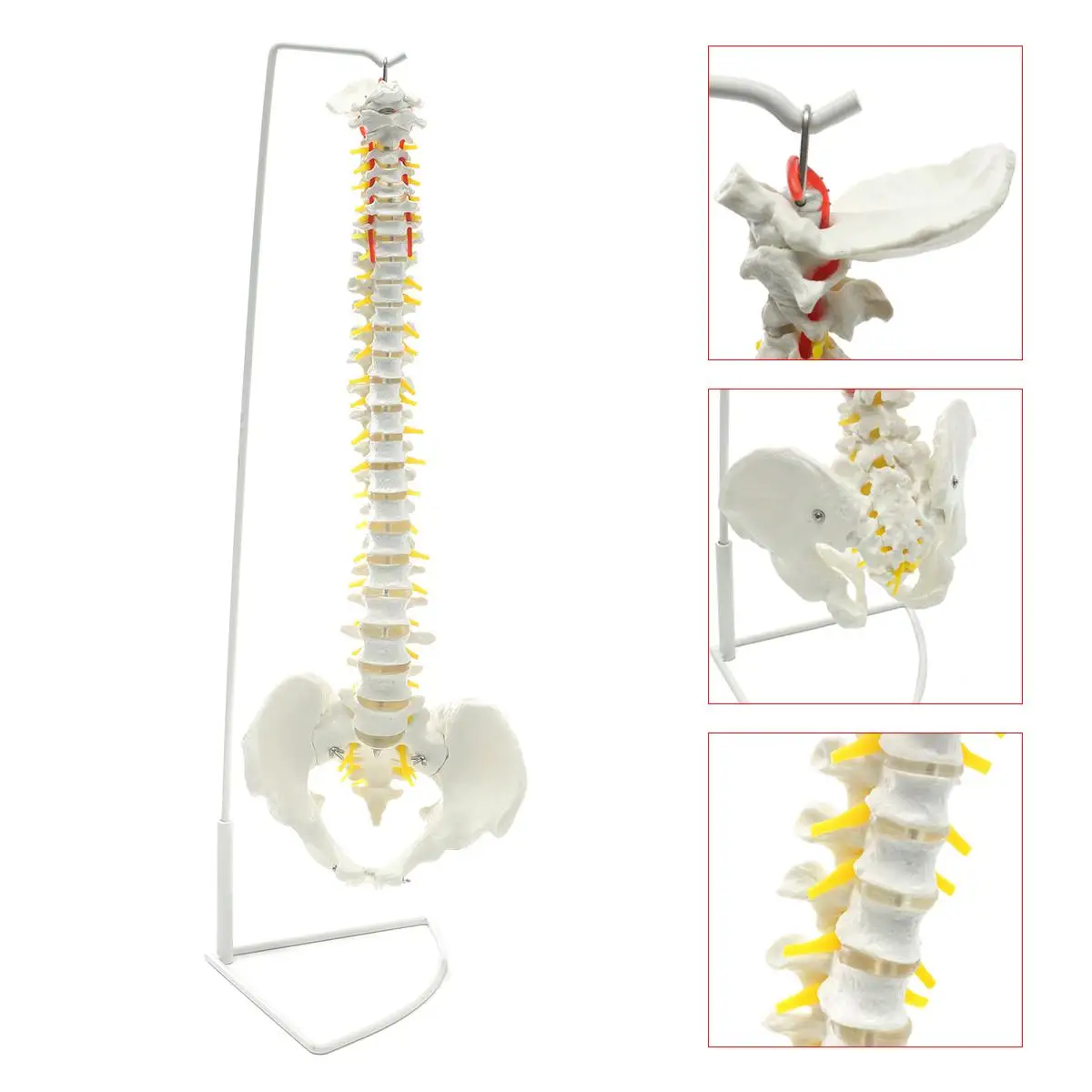 73 см Размер жизни гибкий Chiropractic человеческий позвоночник анатомическая модель с подставкой школьная медицинская научная образовательная модель