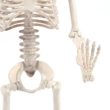 

Full Body Hanging Adult Human Skeleton Halloween Props Scientific Bones Models Realistic Posable Skull Party Building Decor Q6PD