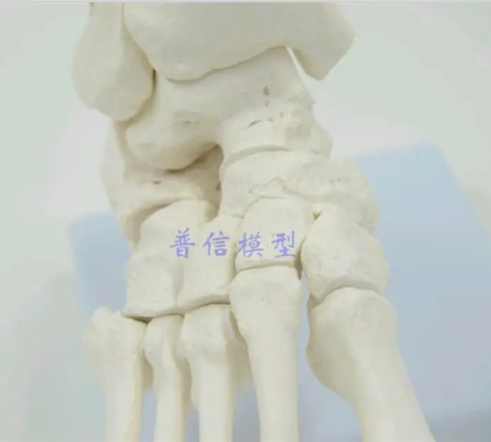 Flexible Human Foot Bone Model Medical Science Accessories Life size Foot Ankle Joint Anatomical Skeleton Model Medical Displ