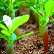 Лидер продаж! 1 шт./пакет разноцветные роза пустыни Флорес роза пустыни растения, бонсай Плант для дома и сада посадки, легко t